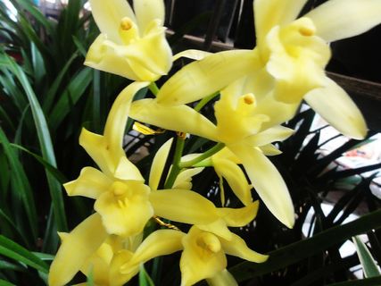 黄色剑兰花图片