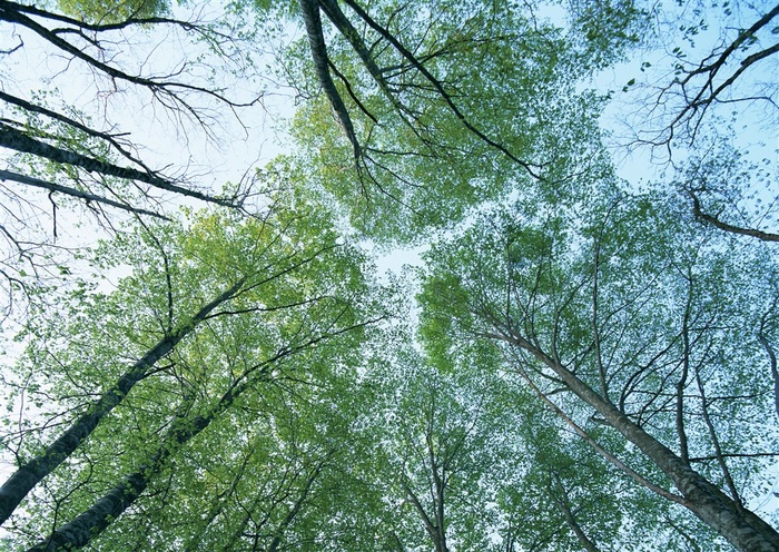 森林树木美丽的摄影图片