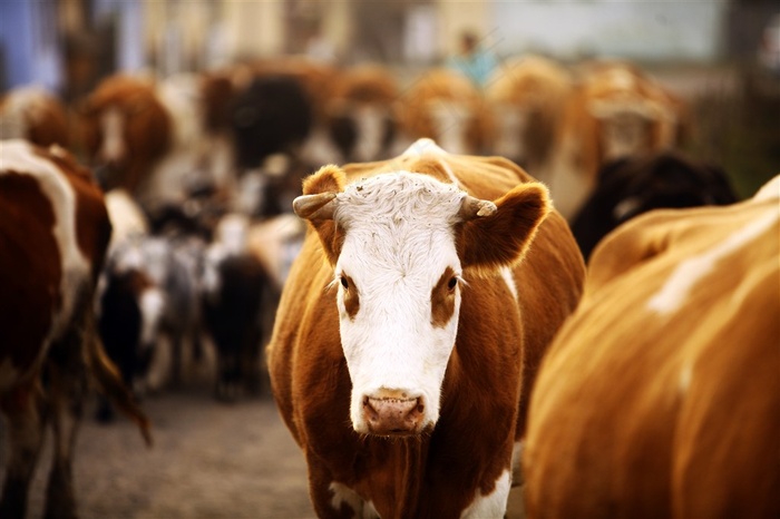 牛群中的一头黄牛特写摄影