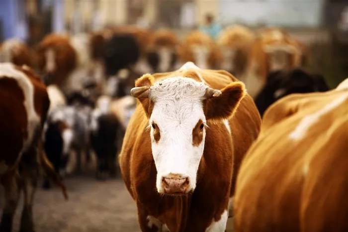 牛群中的一头黄牛特写摄影