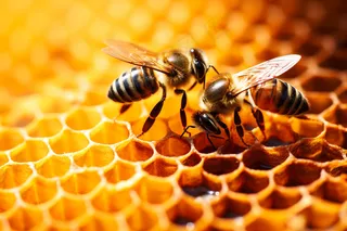 蜂蜜蜜蜂蜂巢细节特写摄影图