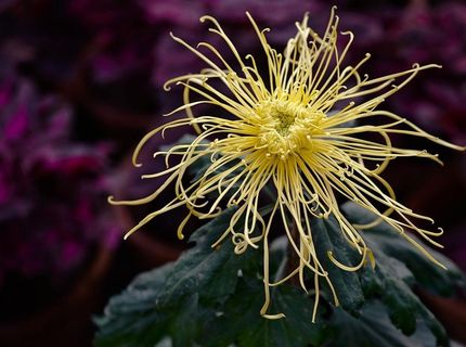 一朵黄色的菊花