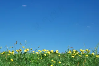 野花天空图片下载