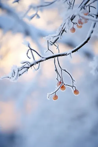 冬天树枝上挂满了雾凇雪摄影图
