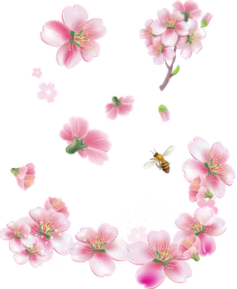 樱花卡通花球谷雨