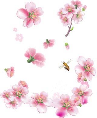 樱花卡通花球谷雨