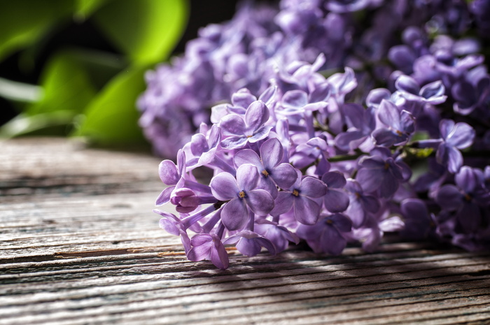 清新丁香花图片