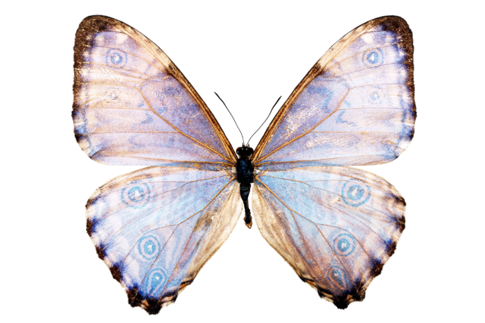 蝴蝶 彩蝶 花蝴蝶 动物 昆虫 免抠 (1)