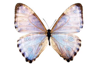 蝴蝶 彩蝶 花蝴蝶 动物 昆虫 免抠 (1)