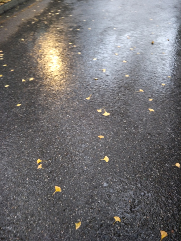 雨后的落叶