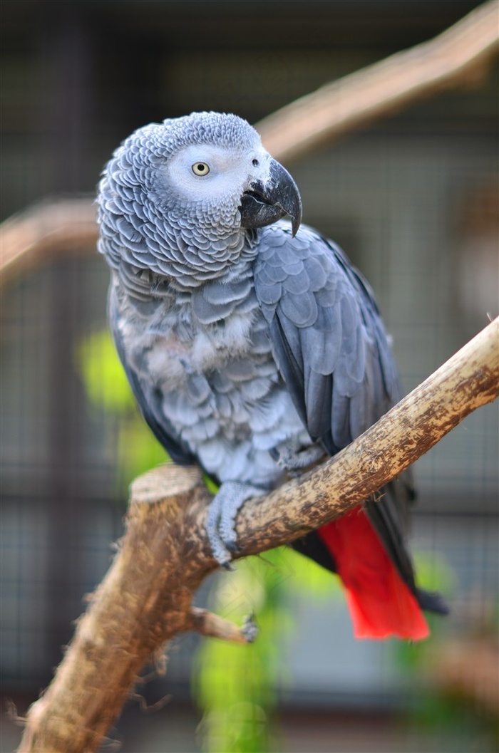 鹦鹉特写美丽素材