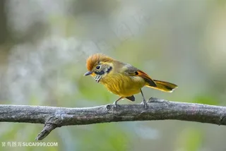 树枝上斑喉希鹛鸟类图片