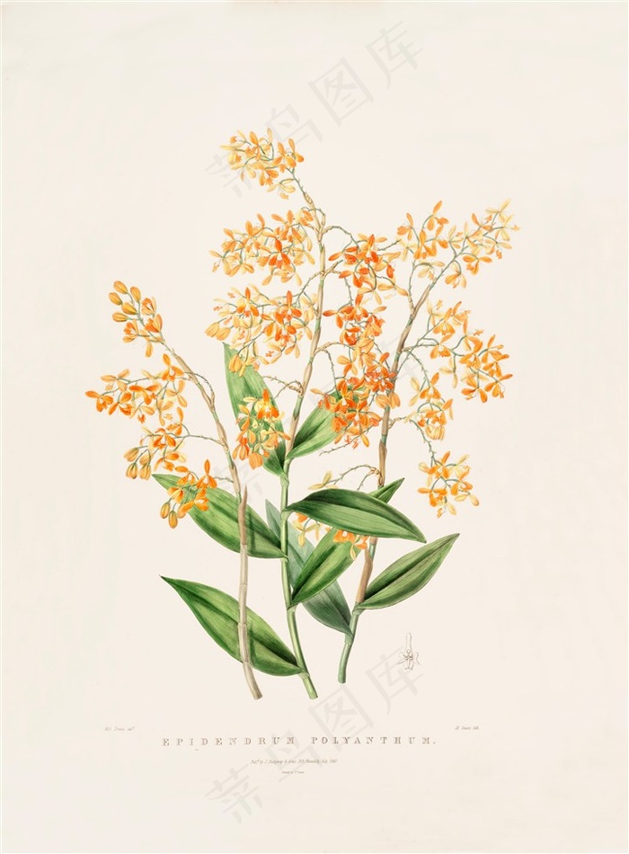 高清彩绘兰花插画图片