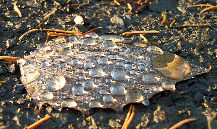 风景 露水 素材拍摄 (80)