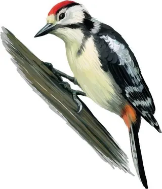 啄木鸟免抠