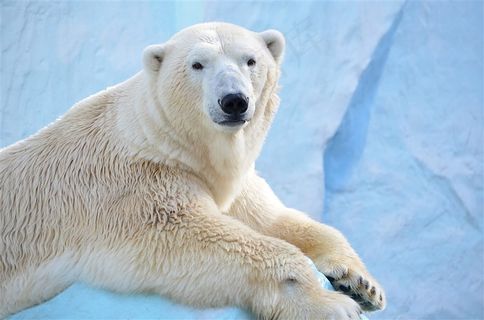 趴在冰山上的北极熊图片