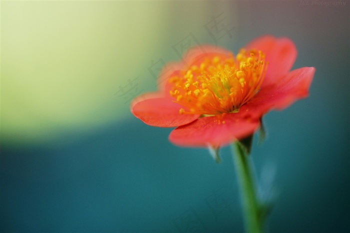 唯美红色鲜花图片