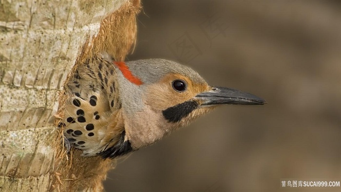 唯美鸟时尚壁纸