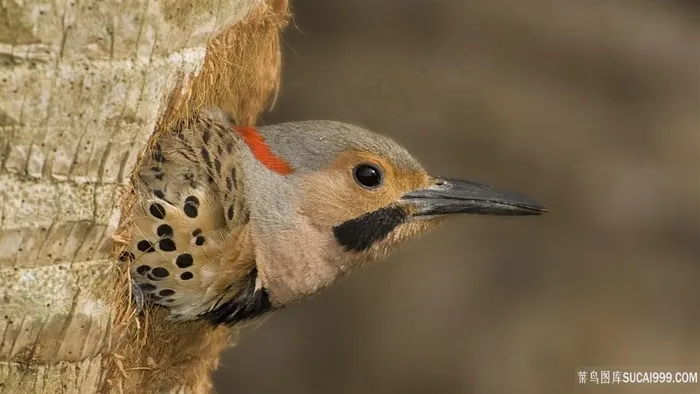 唯美鸟时尚壁纸