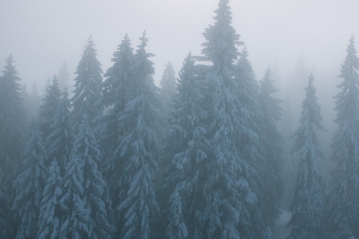 冬季薄雾森林里的白雪皑皑的树木