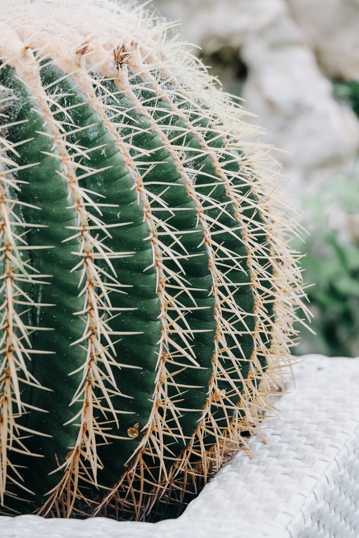 绿色仙人掌仙人球摄影素材