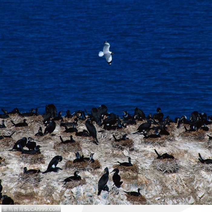 青海省-青海湖鸟岛