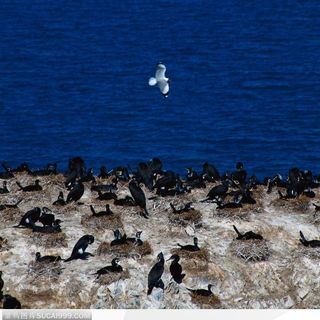 青海省-青海湖鸟岛