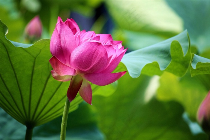 唯美粉色荷花高清素材