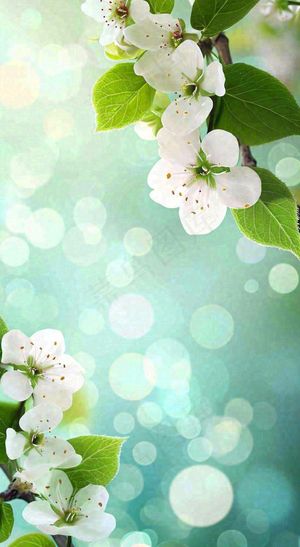 白色樱花花朵鲜花在阳光下，春天立春春分惊蛰摄影图