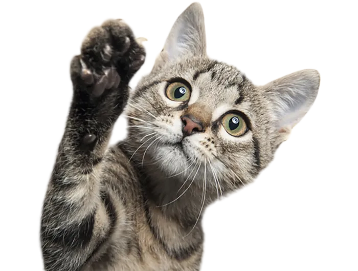 狸花猫咪动物