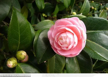 山茶花 山茶花
