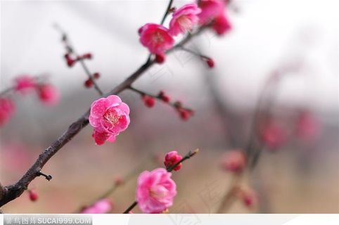 粉色的梅花鲜花图片