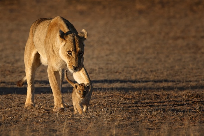唯美野生动物狮子妈妈与宝宝图片
