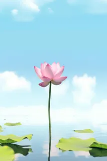 清新阳光荷花荷叶天空白云背景 清新阳光荷花荷叶天空白云背景