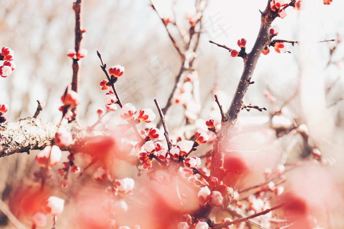 春天的红梅花图片