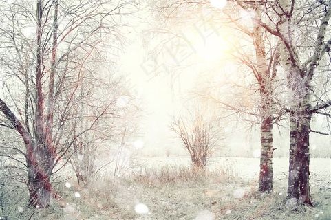 冬天下的大树林