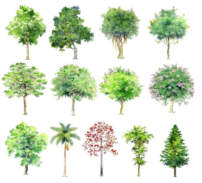 绿色春天绿树树木元素插画立面树木合集PNG免扣素材图片