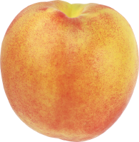 89_peach_PNG4849