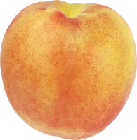 89_peach_PNG4849