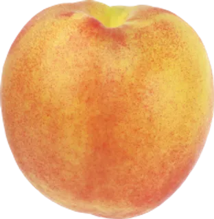 89_peach_PNG4849 89_peach_PNG4849
