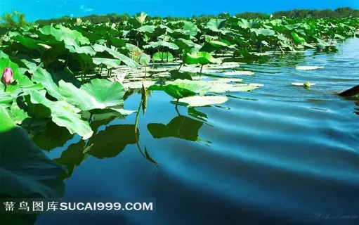 荷塘里生长茂盛的荷叶和荷花