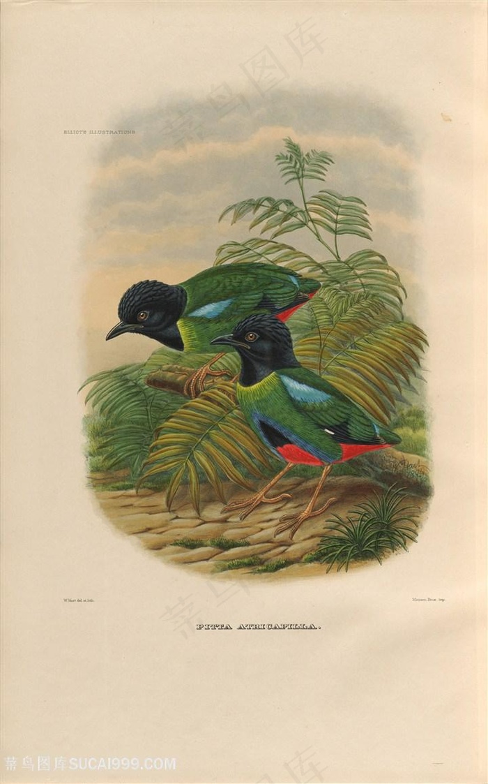 高清树枝树叶与小鸟油画图片