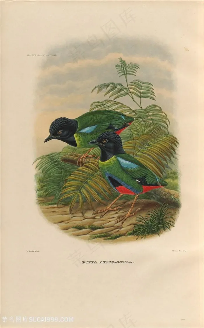 高清树枝树叶与小鸟油画图片