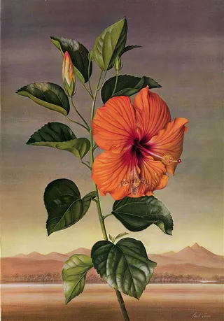 复古手绘花卉图片手绘插画手绘插画