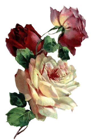 古典花卉png免扣素材