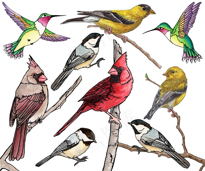 手绘多种多样的小鸟