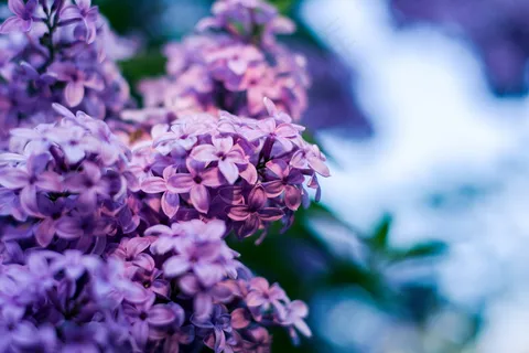 微距紫色丁香花图片 微距紫色丁香花图片