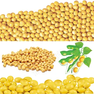 大豆矢量素材 大豆矢量素材
