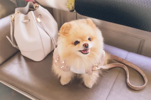 可爱博美犬狗狗图片 可爱博美犬狗狗图片