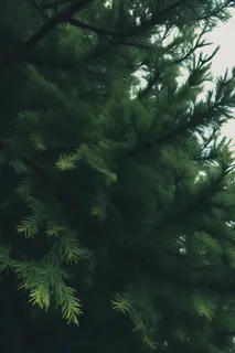 树枝绿色质感摄影 树枝绿色质感摄影